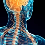 The Secret Nerve That Could Calm Your Mind, Heal Your Gut, and Boost Performance — Can You Really Hack It?