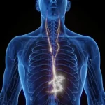The Vagus Nerve: Role, Dysfunction, and Evidence-Based Stimulation Methods