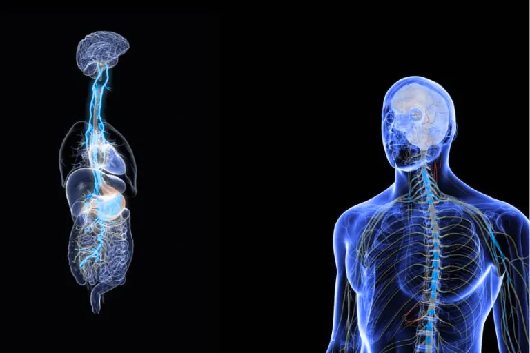 The Best Way to Stimulate the Vagus Nerve: What Science Really Says