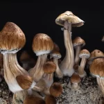 Exploring Microdosing Psilocybin Mushrooms for Mood Improvement