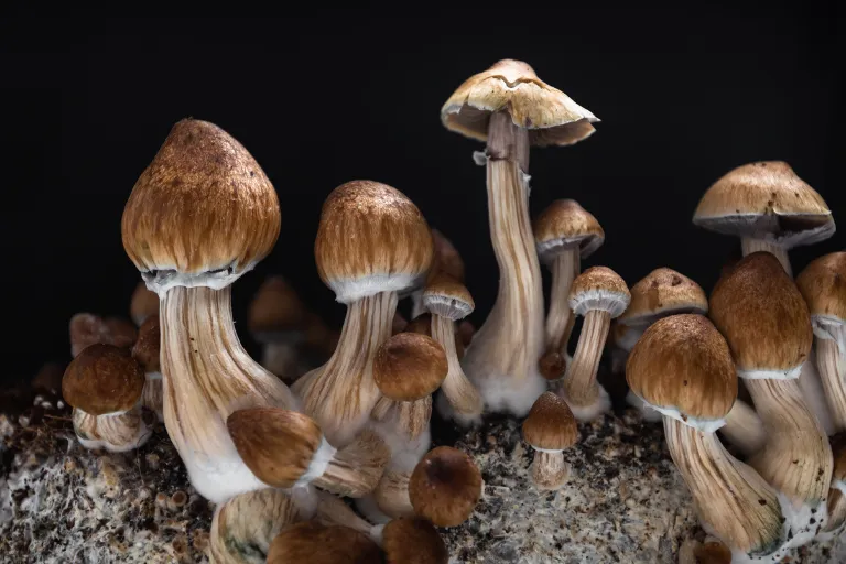 Exploring Microdosing Psilocybin Mushrooms for Mood Improvement