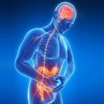 Brain Fog and the Vagus Nerve: Could Gut Inflammation Be the Missing Link?