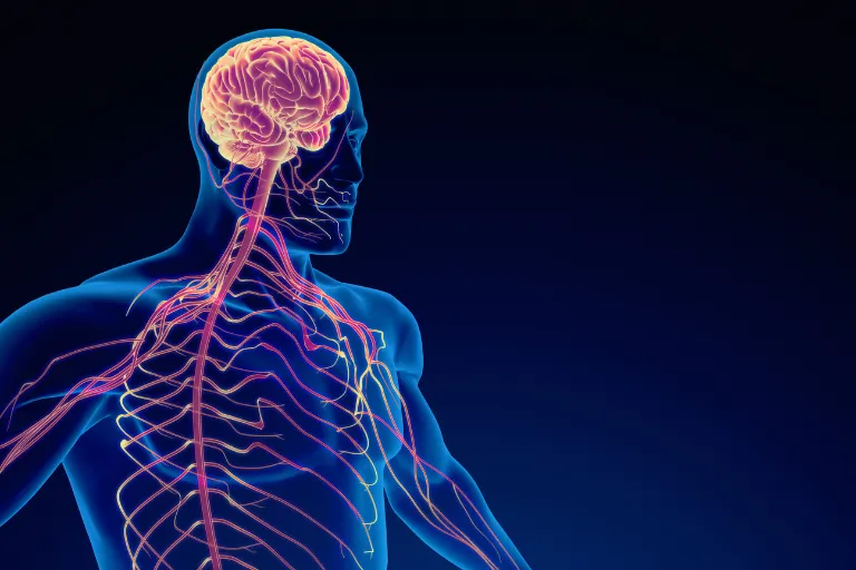 7 Hidden Ways Your Nervous System Quietly Sabotages Your Health