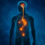 The Nerve That Controls Sleep, Energy, and Digestion — But Only If You Activate It Correctly